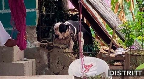 Piden Sacrificar A Pitbull Que Mordi A Ladr N En Chiapas