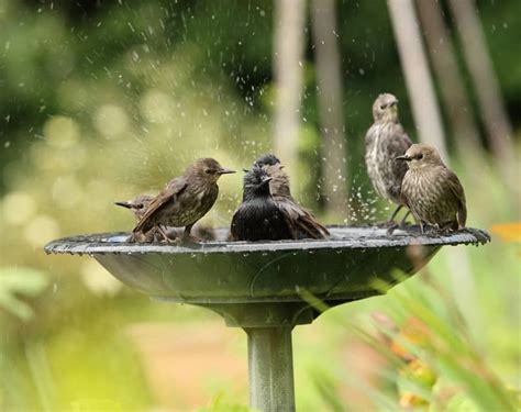 C Mo Darle Agua A Tus Canarios E Hidratarlos De La Manera Correcta