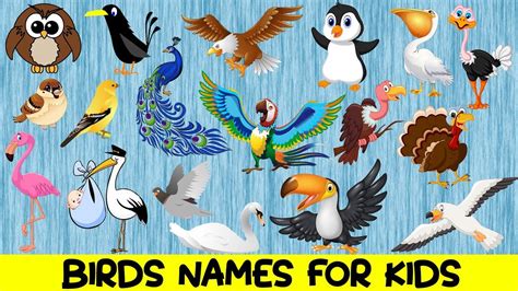 Birds Pictures And Names For Kids