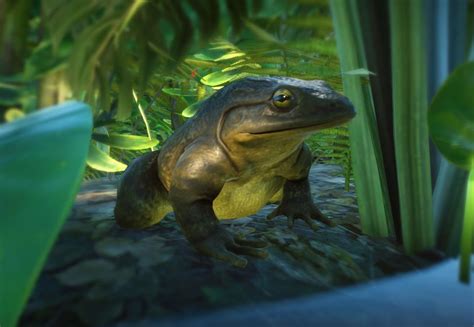 Goliath Frog | Planet Zoo Wiki | Fandom