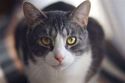 Striped Cat With A Charming Magical Look Stock Photo Image Of Look