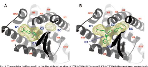 Figure From The Three Dimensional Structure Of The Liver X Receptor