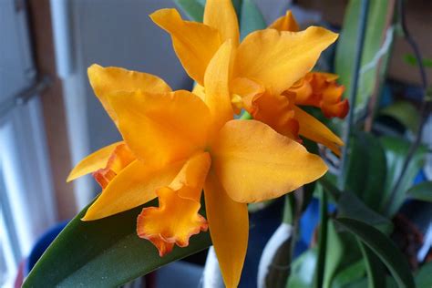 Colombian Flower Cattleya Meaning Symbolism And Colors Pansy Maiden