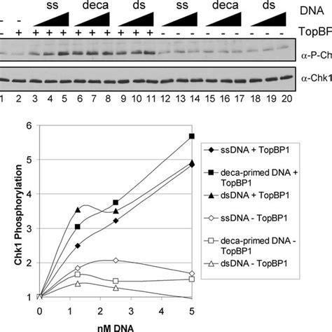 Stimulation Of Atr Kinase Activity By Various Dna Substrates In The