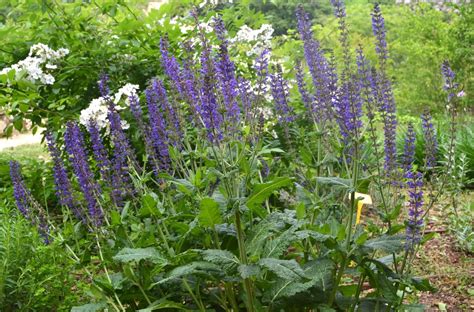 Salvia Para qué sirve Ayuda a ganar energía Saludable