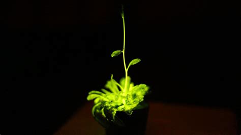 Glowing Plants To Light Your Home Here They Come