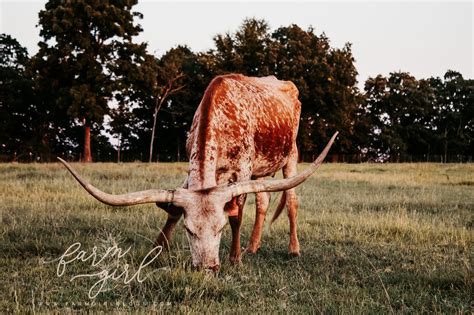 Texas Longhorn Education Part 1 Farm Girl