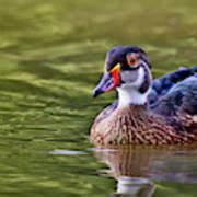 It S A Lovely Day For A Swim Photograph By Marcia Colelli Pixels