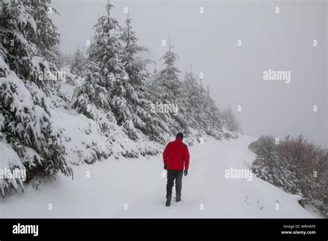 Man Walking Through Snowy Landscape With Road And Trees Stock Photo Alamy