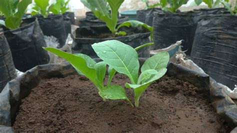 How to Plant, Grow, and Care for Nicotiana