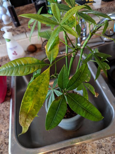 Help With Money Tree Leaves Yellowing And Dying Rhouseplants