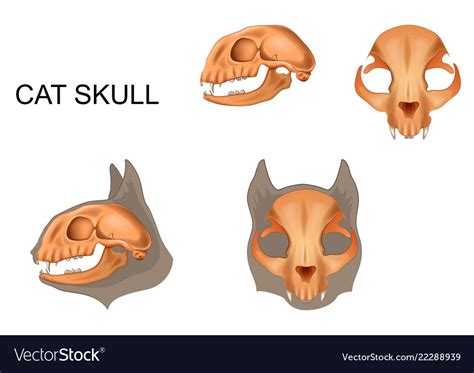 Anatomy Of A Cats Skull Royalty Free Vector Image