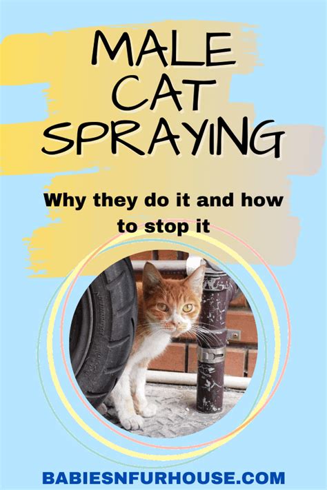 Male Cat Spraying Cost Cat Pol