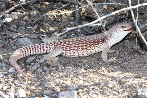 Desert Iguana Facts Size Habitat Pictures