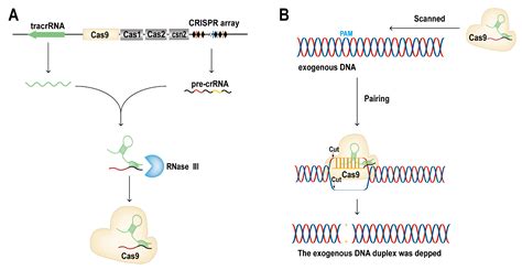 Ijms Free Full Text Crisprdcas9 Tools Epigenetic Mechanism And