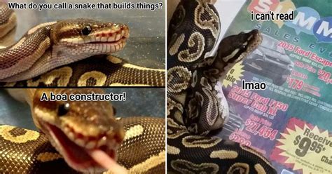 Hissterical Reptile Memes That Will Make You Slither With Laughter