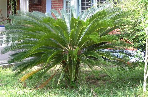 Pictorial Dictionary: Cycad Plants =Common name : king sago palm.