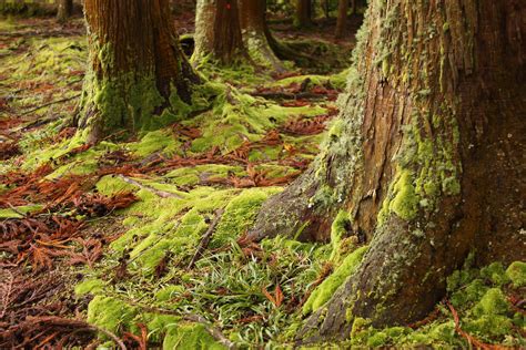 Tickets F R Waldmusik Mit Naturinstrumenten Vivenu