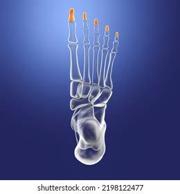 Distal Phalanges Foot Human Foot Anatomy Stock Illustration 2198122477 ...