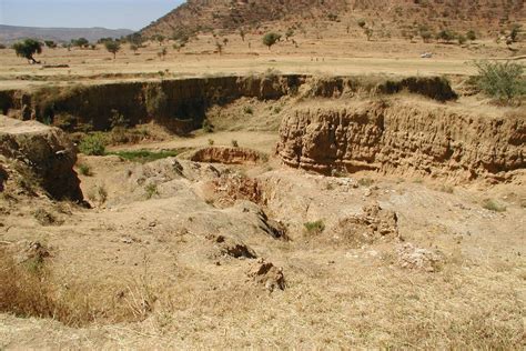 For More Water Foundation Green Ethiopia