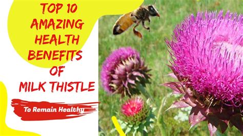 Top 10 Amazing Health Benefits Of Milk Thistle Youtube