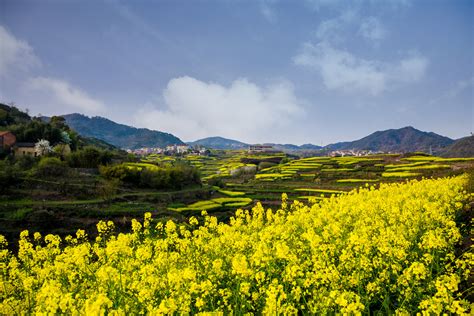 河南免费“小婺源”：3月底万亩油菜花盛开，尽显田园风光嵩县