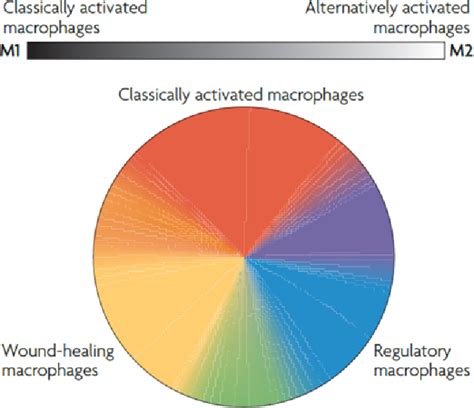 Figure 1 From The Role Of Siglec F As A Regulator Of Alveolar