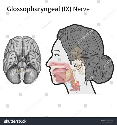 Glossopharyngeal Nerve Cranial Nerve 9 Anatomy Function 54 Off