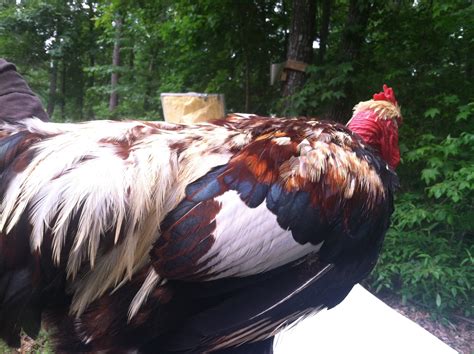 Documentation Of My Project Naked Necks BackYard Chickens Learn How