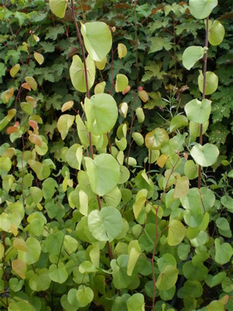 Western Redbud Cercis Occidentalis Wholesale