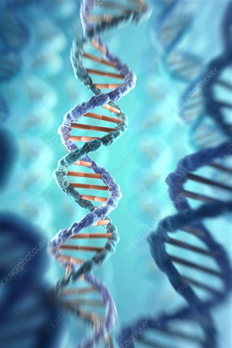 Dna Structure Illustration Stock Image C Science Photo