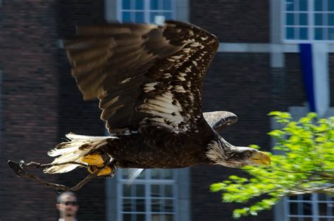 Brown Bald Eagle Flying near the Brick Building · Free Stock Photo