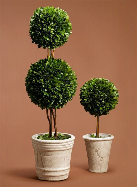 Boxwood Ball Topiaries Boxwood Balls Preserved Boxwood Topiary