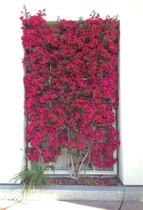 Favorite Artificial Bougainvillea Vines Target Hanging Wall Basket ...