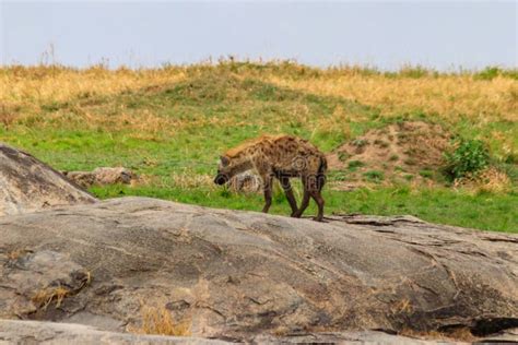 Spotted Hyena Crocuta Crocuta Also Known As Laughing Hyena In