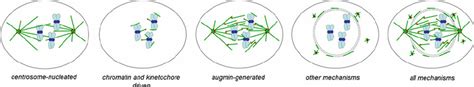 Mechanisms known to contribute to mitotic spindle formation. Whilst the ...