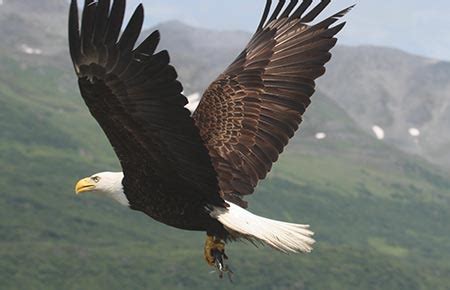 Bald Eagle Species Profile, Alaska Department of Fish and Game