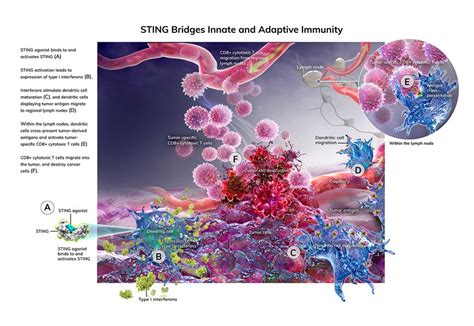 Sting Agonist Dual Moa Illustration By Audra Geras Medical