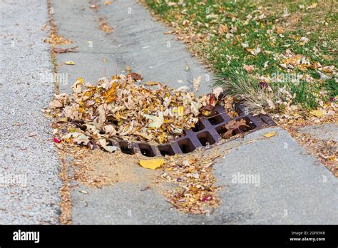 Storm Sewer Grate Clogged With Leaves Flooding Prevention Surface