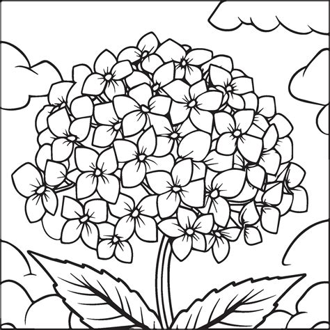 Hydrangea Coloring Pages Hydrangea Flower Outline For Coloring Book