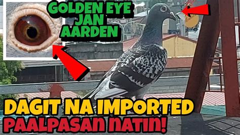 Naka Dagit Ako Ng Imported Na Kalapati Mukhang Jan Aarden Golden Eye