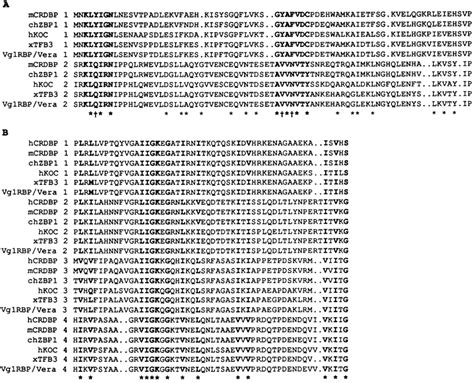 Alignments Of RNA Binding Domains Of CRD BP And Related Proteins Human