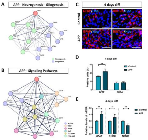 Ijms Free Full Text Amyloid Precursor Protein App Regulates