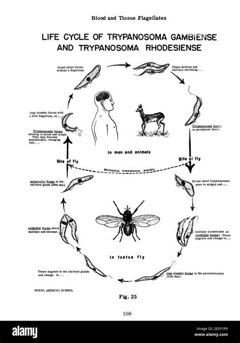 Life Cycle Of Trypanosoma Gambiense And Trypanosoma Rhodesiense Extracted From Medical