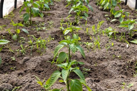 Premium Photo Growing Peppers In A Homemade Greenhouse