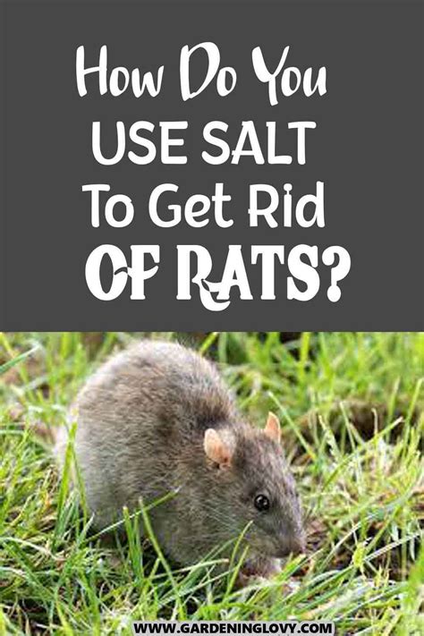 Homemade Poison Killing Rats With Salt In Few Steps Artofit