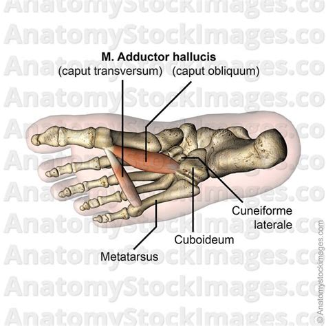 Adductor Hallucis