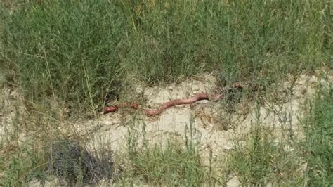 Spotted In Colorado Coachwhip Rherpetology