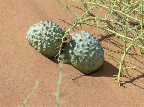 Nara Melons Bread Of The Namib Desert Bushguide 101