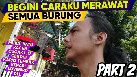 BEGINI CARAKU MERAWAT SEMUA BURUNG KACER MURAI CUCAK IJO CENDET